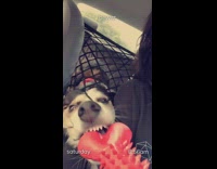 Dog squeezes face between car net