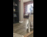 Dog does snack dont eat it challenge