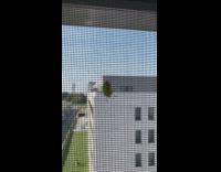 Guy flicks away insect from window net
