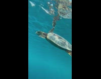 Sea turtle swimming underwater 