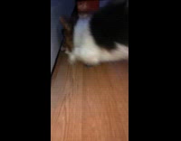Dog try to get fry under chair