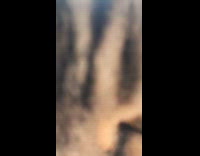 Grey Kitten Sits on Window Sill 