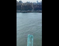 Dolphins found swimming in NYC East River