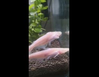 Pink fish with whiskers swim in aquarium 
