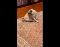 Pug dog react to curl of tail