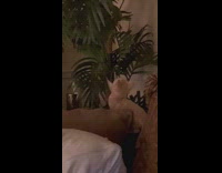 Kitten Plays with Indoor Plant Leaves at House