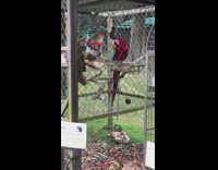 Red parrot dance to whistle music cage