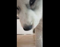 Puppy reacts to the crying puppy sound