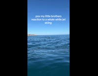 Kid tells sister to drive away after seeing whales