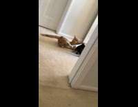 Dog and cat chase each other inside the house