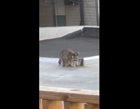 Two raccoons mating at morning building rooftop