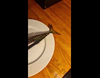 Headless fish on plate twitches its tail