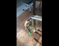 Golden retriever dog gets vacuumed green toy 