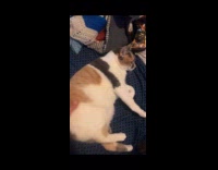 Cat likes to play rough with owner