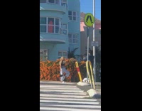 Blonde girl white pants pedestrian orange flowers