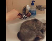 Girl turns sink on grey cat sponge