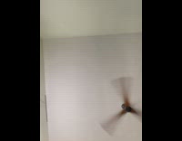 Pet dog sneaks and licks the camera