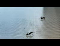 Two black ants fight on backyard table