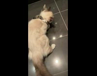 Cat hugs other cat trying to walk away