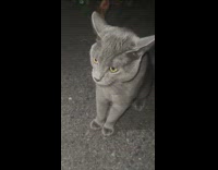 Collab Clips MPUGC - Grey cat attacks girl aggressive