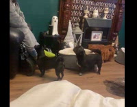 Two dogs gets zoomies ask for dinner