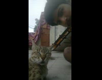 Brown cat lays outside rooftop sleeps guy 