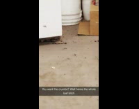 guy throws bag of bread at rat under fridge