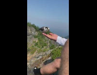 Guys on mountain hand feed birds heights