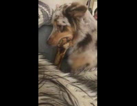australian shepherd digging in couch