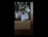 Collab PLC - Two kitten with adult cat in box