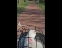 White Cat Sits inside Basket During Bike Ride 