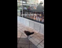 Chicken outside chik fil a