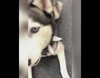 Husky dog lays next to white dog