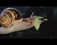 Snail eat leaf wet close up shot