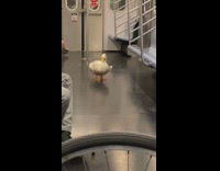 White duck stands middle of subway bicycle