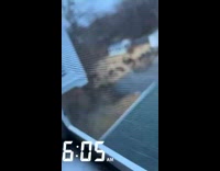 Guy sees crowd of turkeys outside window 