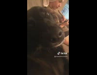 Collab BitchMP - Paw other dog offers paw instead couch laugh