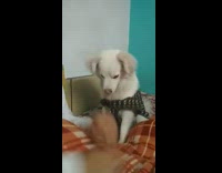 White dog paw on arm blue wall