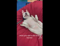 Owner shows his deaf pitbull sleeping through noise