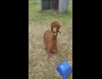 Brown alpaca head follows the filmers camera