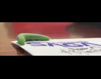 Green caterpillar on booklet shoots out poo