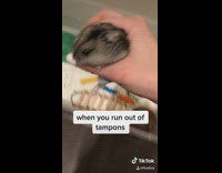 Hamster gets used as tampon 