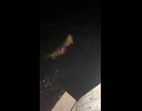 Shark eating grouper fish by dock