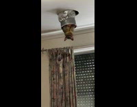 Possum stuck in hole on ceiling vent