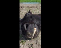 Black horse sleeping soundly under the sun