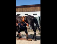 Man tried to lift 600kg horse 