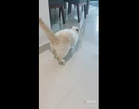 Cat runs across white tile slow motion