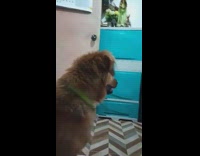 Pet dog watches teen titans go! on television