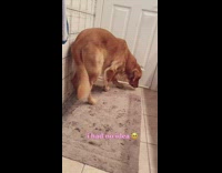 Collab BitchMP - Dog in bathroom with owner