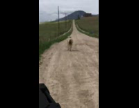 chasing sheep on a four wheeler